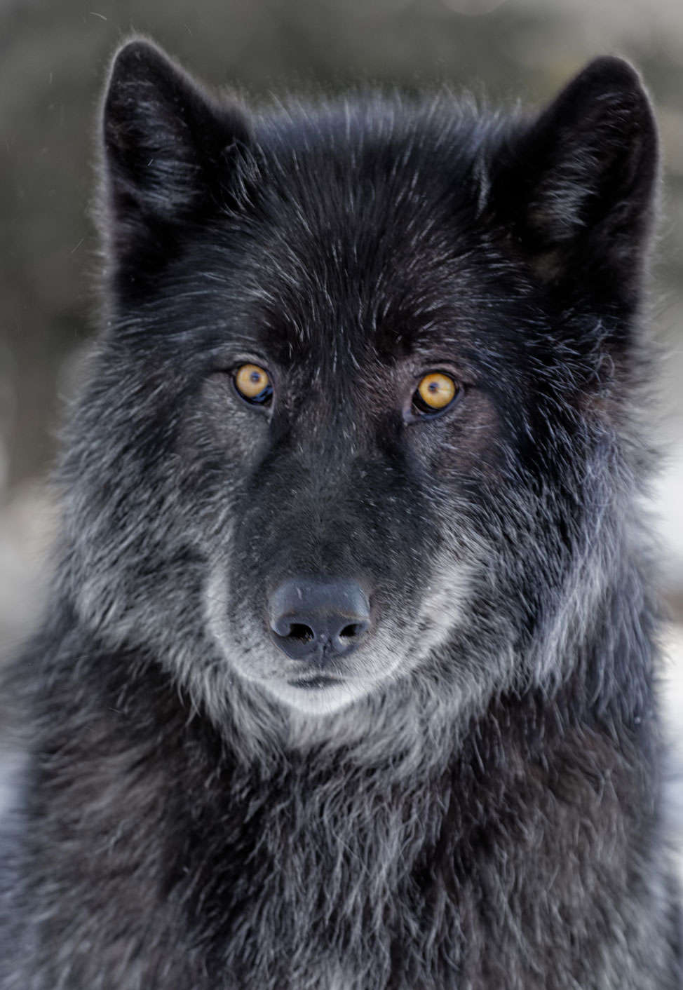 Yamnuska-Wolfdog-Sanctuary-7