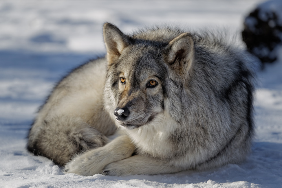 Yamnuska-Wolfdog-Sanctuary-8