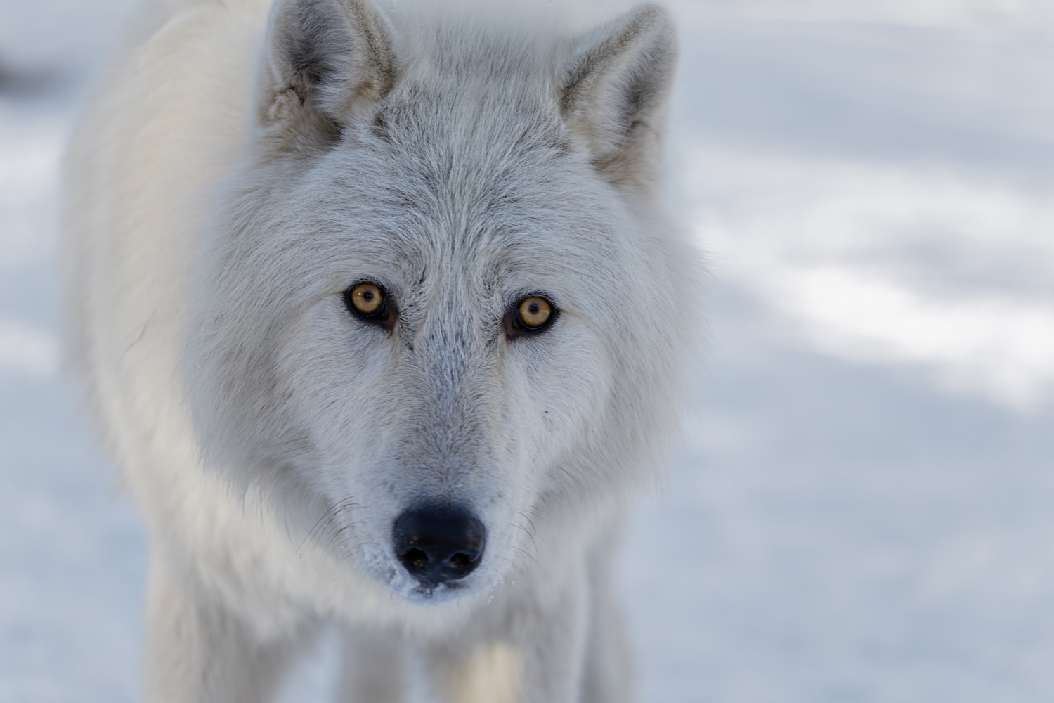 Visiting Yamnuska Wolfdog Sanctuary