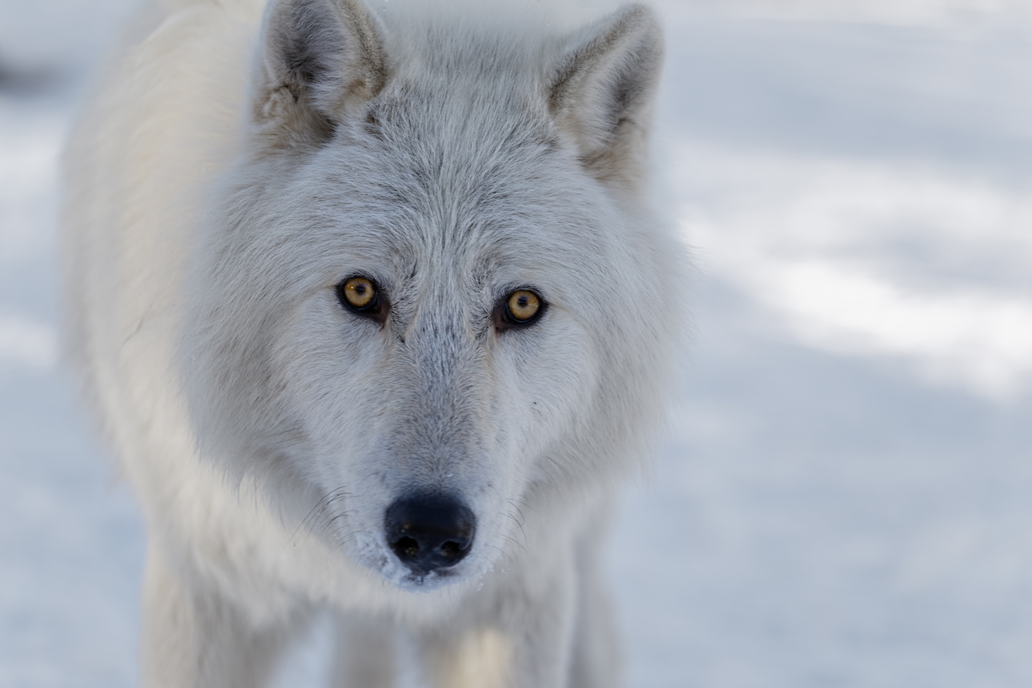 A Wolfdog’s Home