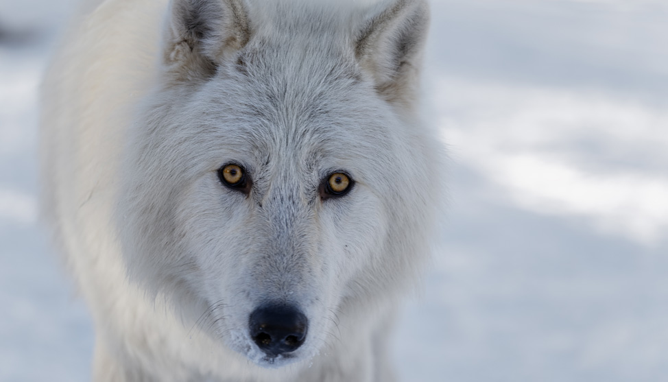 A Wolfdog’s Home thumbnail