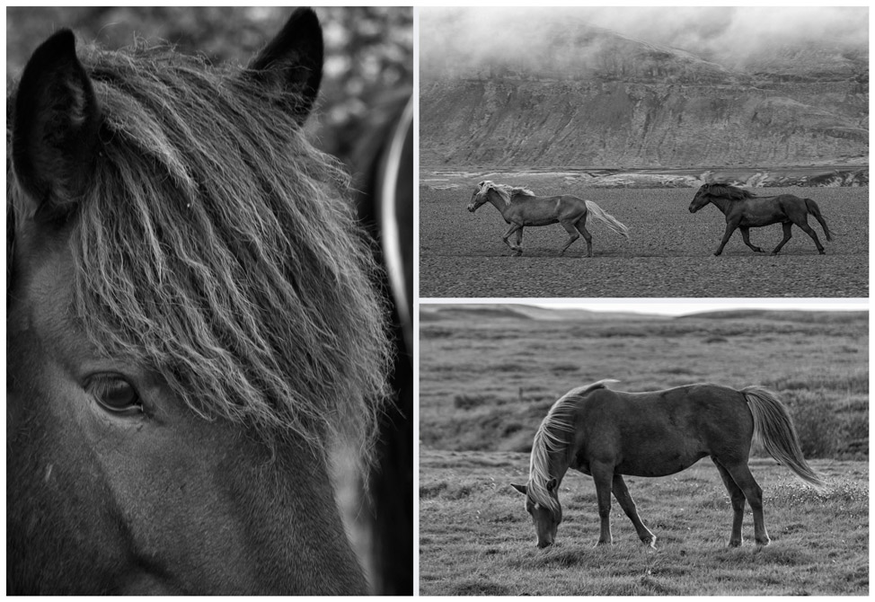 Horses of Iceland