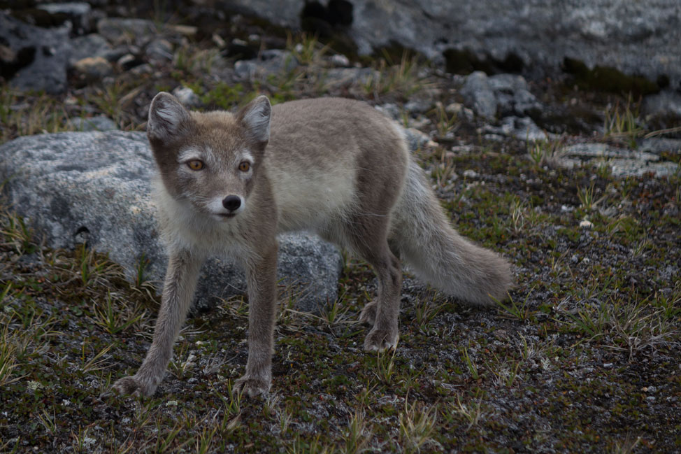 Camp-Life-Greenland-08