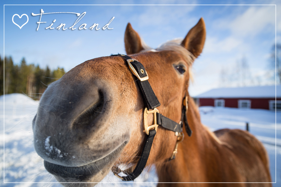 Up Close Horse