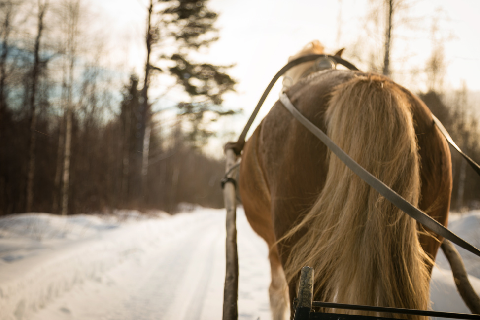 One Horse Open Sleigh