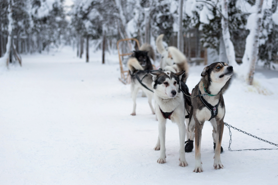 Hetta Huskies Ready to Go