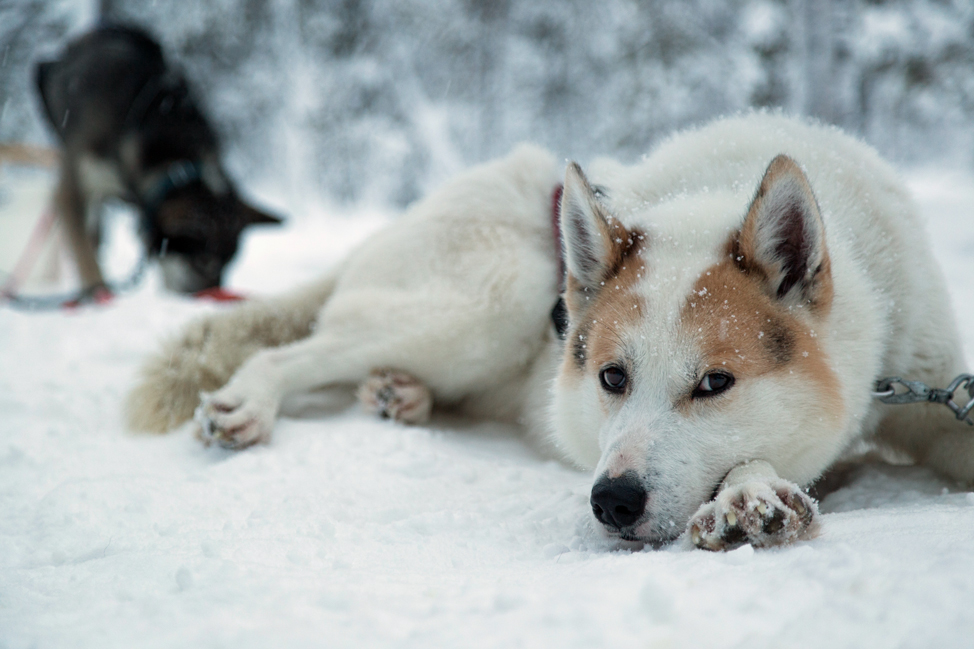 Hetta Huskies Waiting