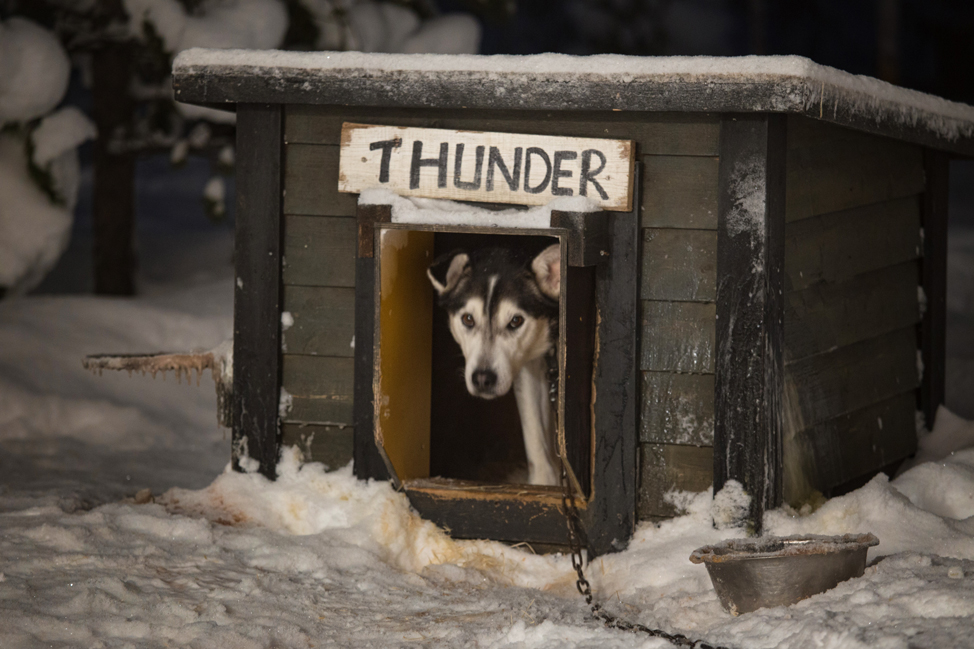 Hetta Huskies Thunder