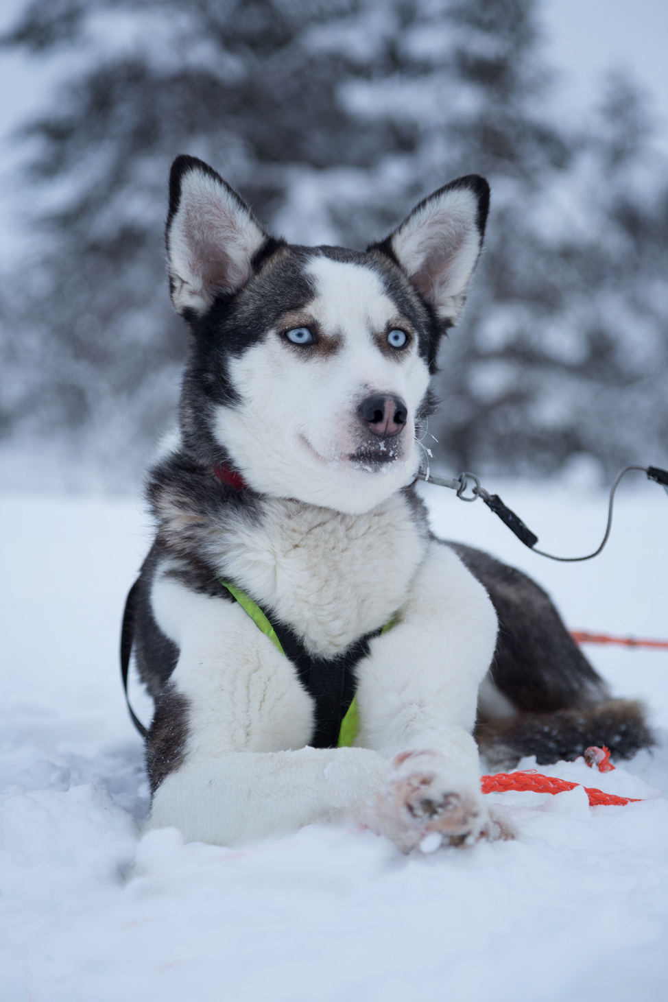 Hetta Huskies Posing