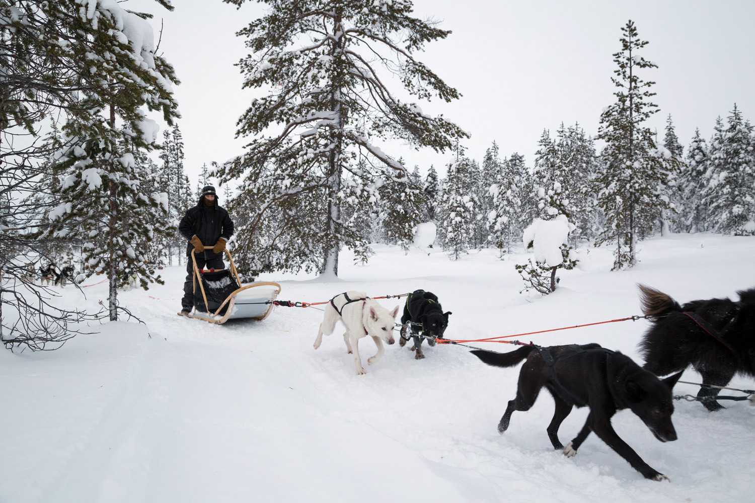 Dog Sledding, as Intended