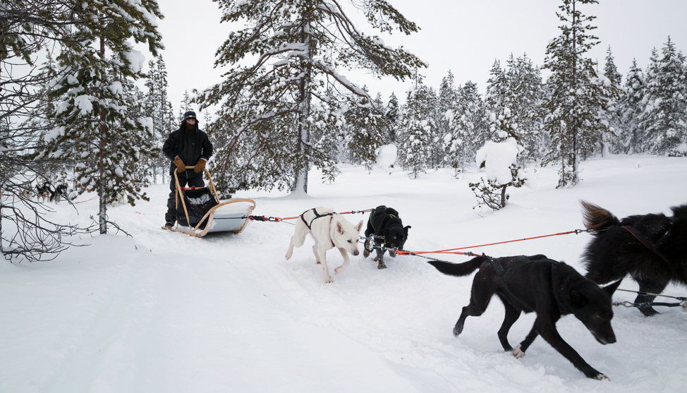 Dog Sledding, as Intended thumbnail