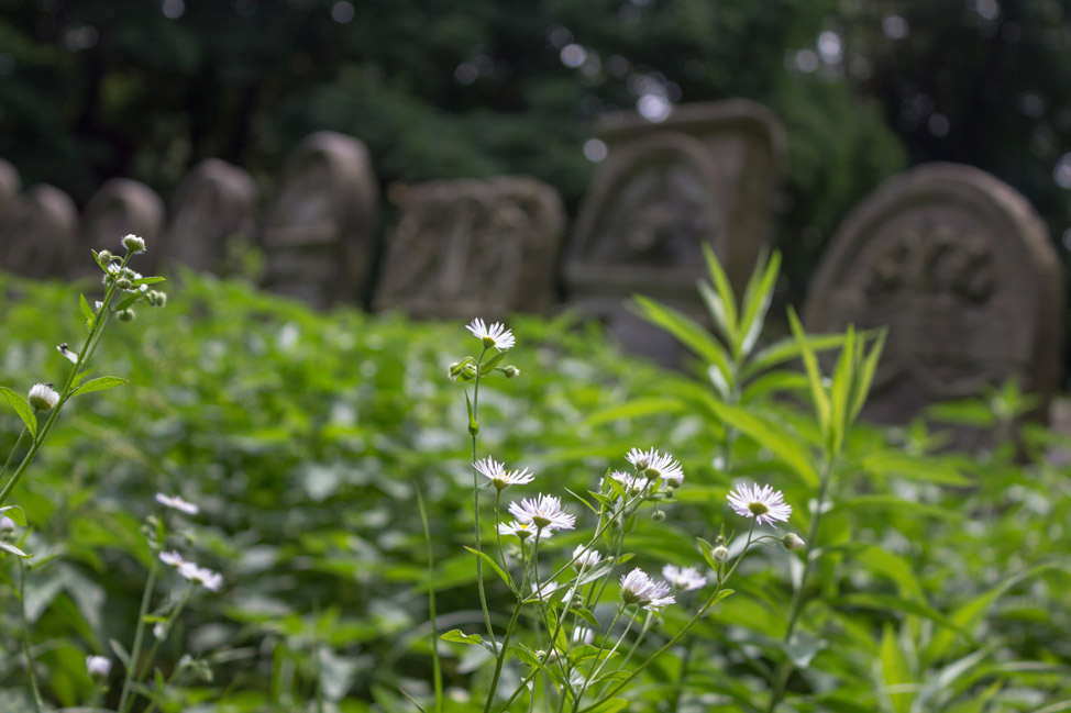 Warsaw-Jewish-Cemetery-01