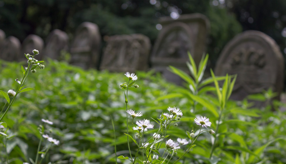 The Jewish Cemetery in Warsaw thumbnail