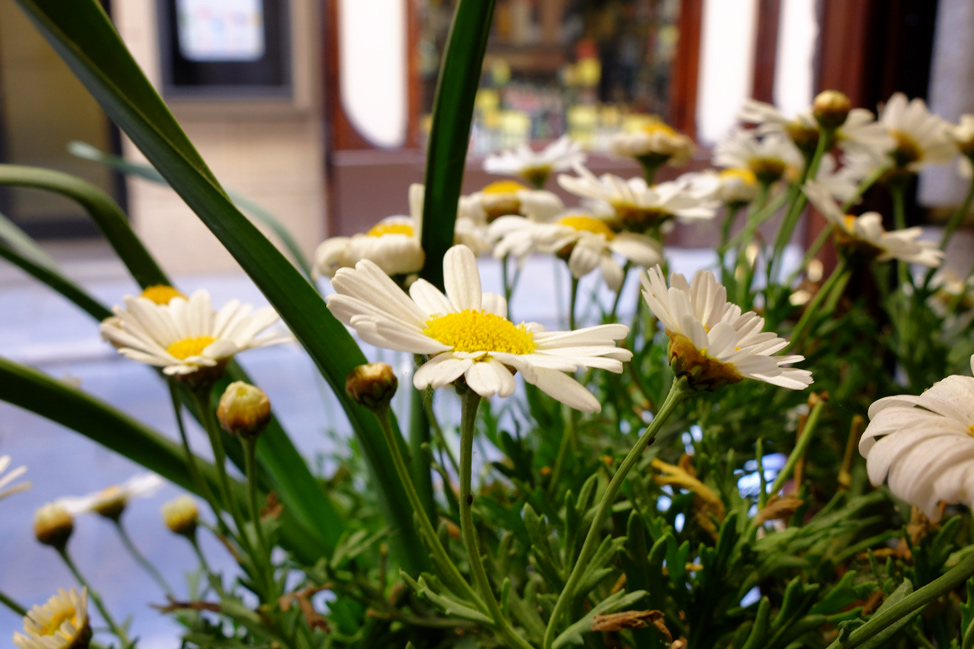 Daisies in Girona, Spain