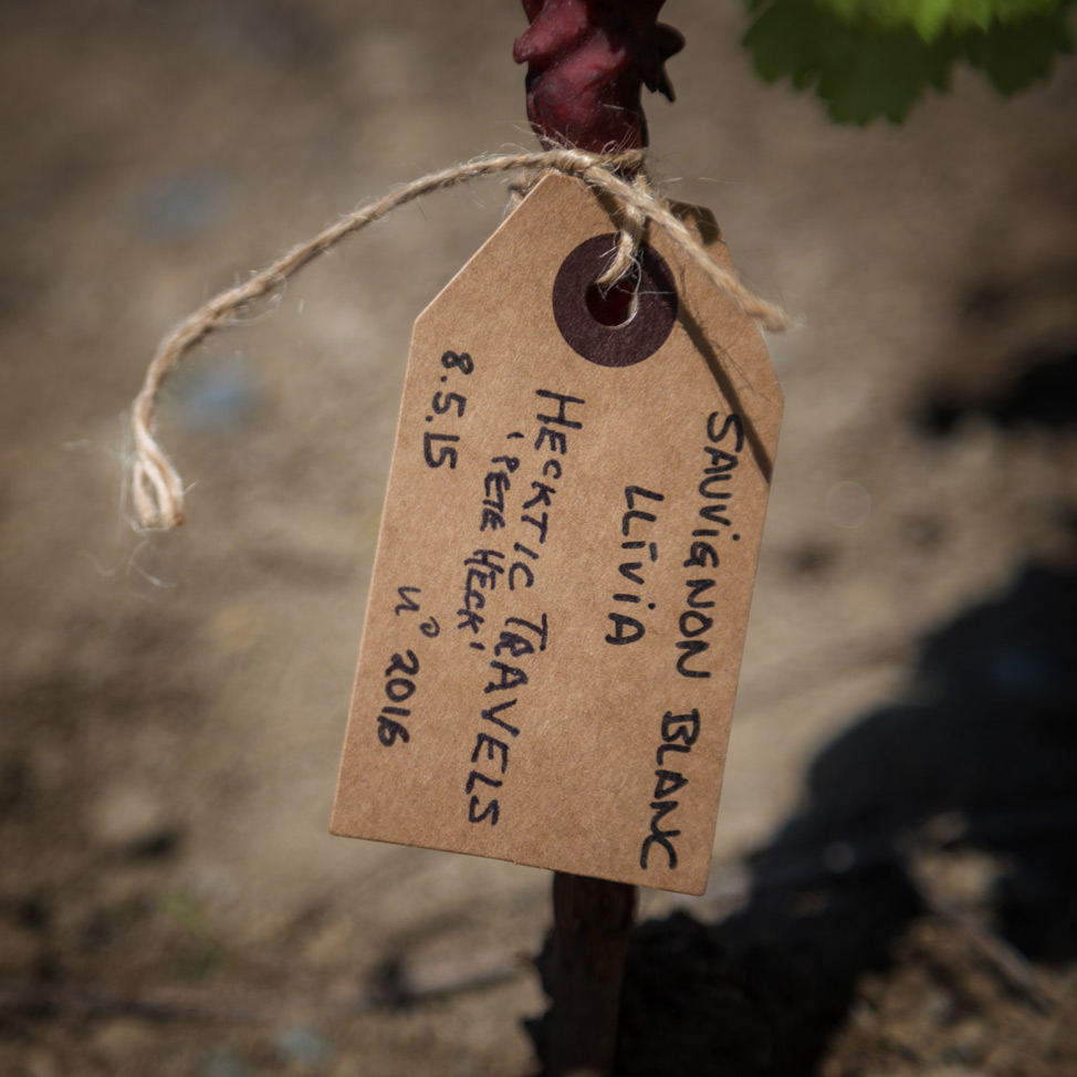 Hecktic Sauvignon