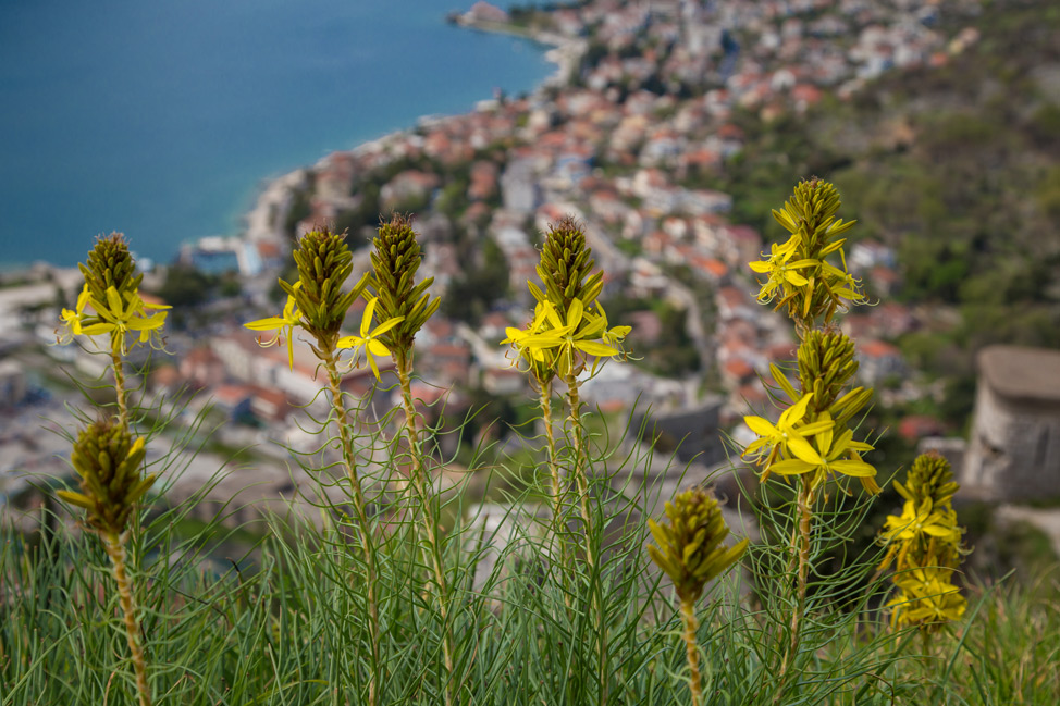 Kotor Flowers