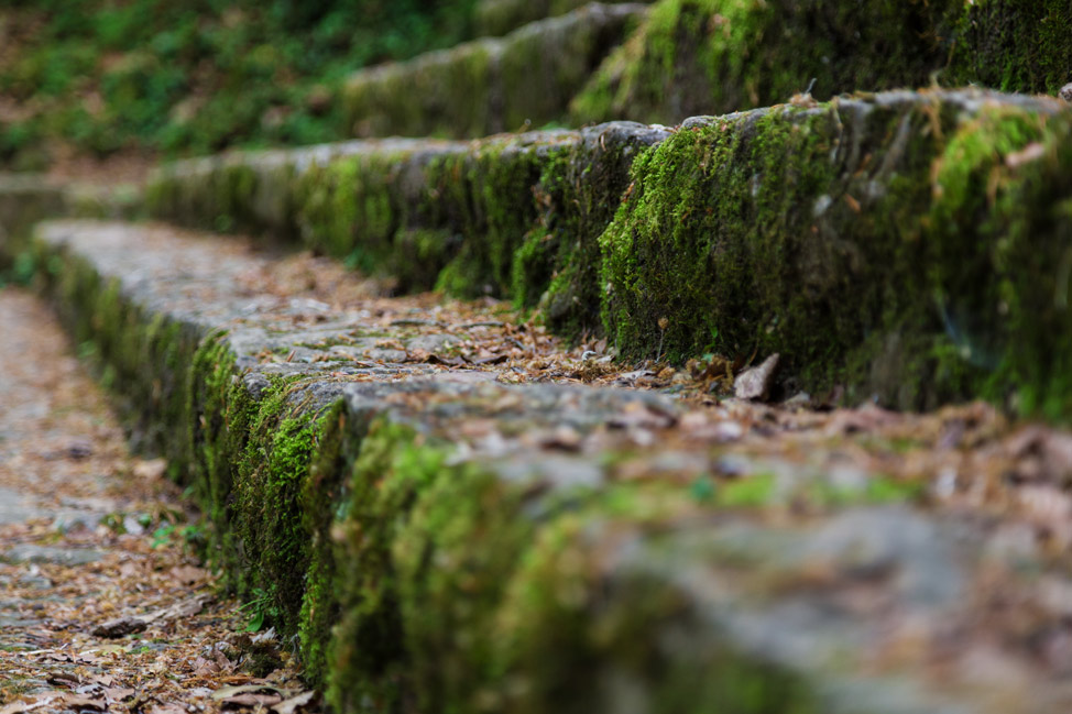 Moss on Steps