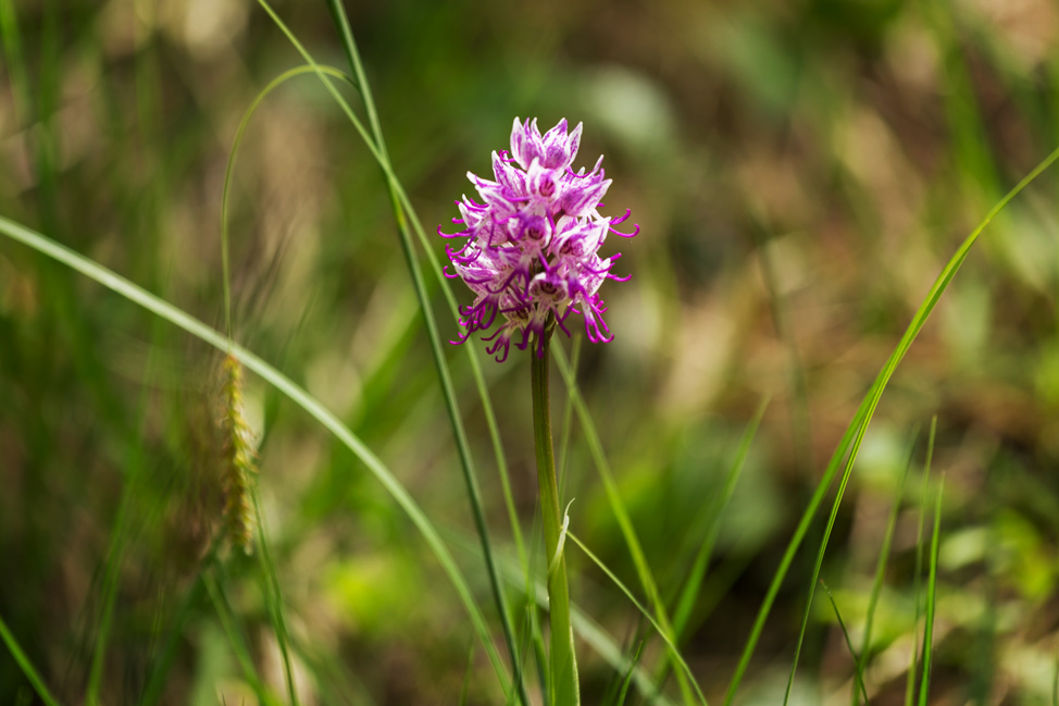 Orchid Hunters