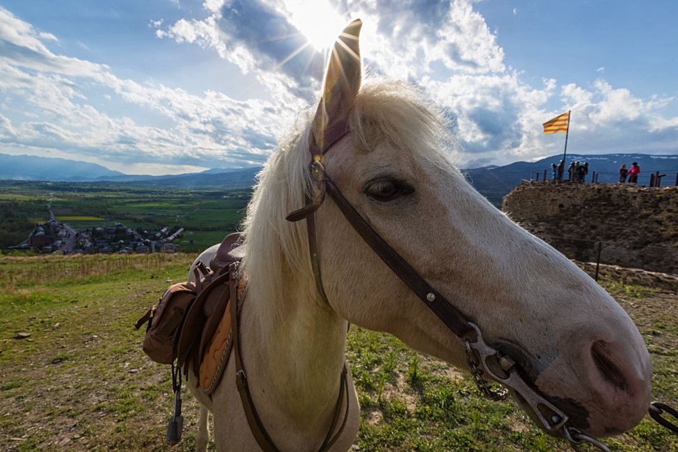 Pyrenees Horse