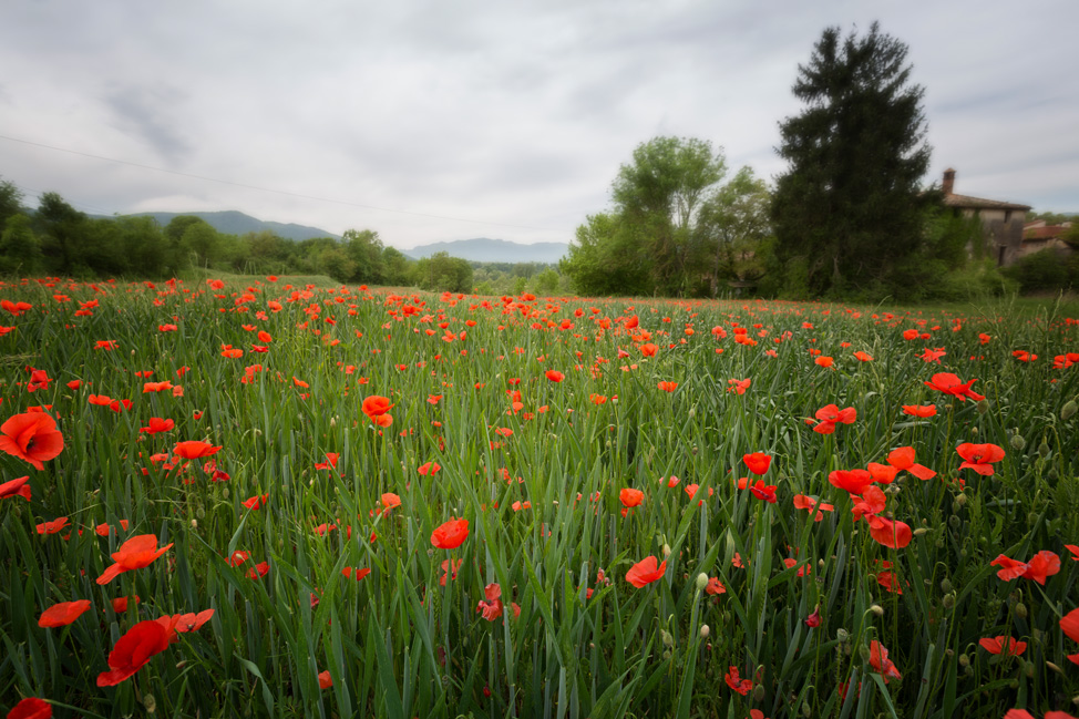 Fields of Poppies