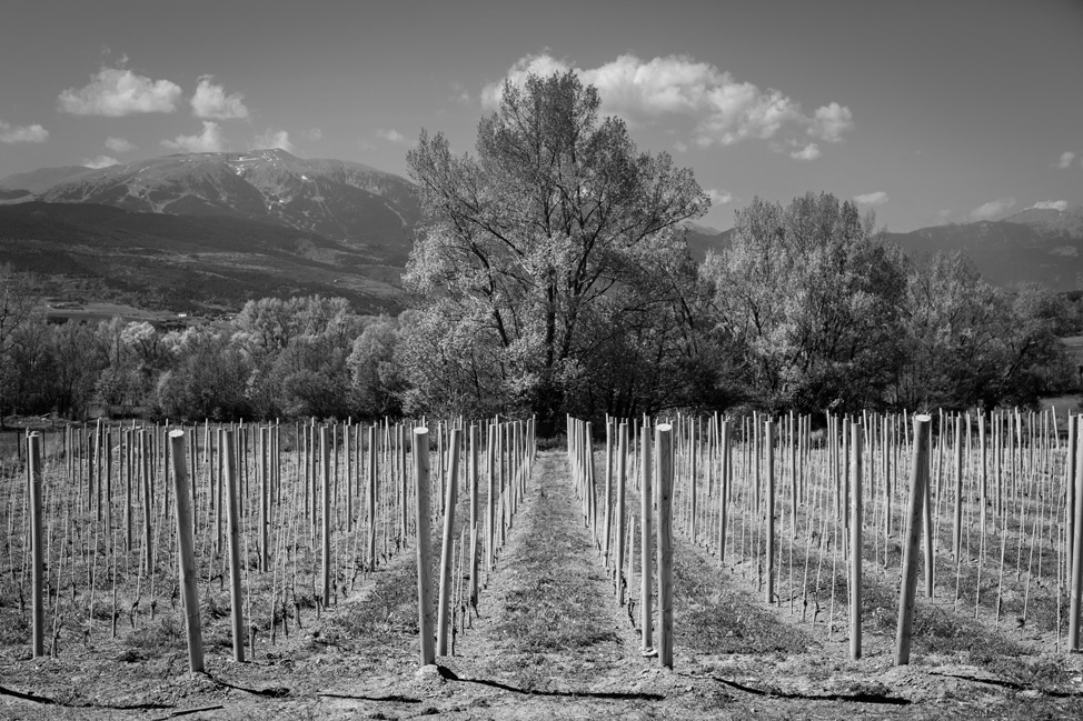 Pyrenees Vineyards