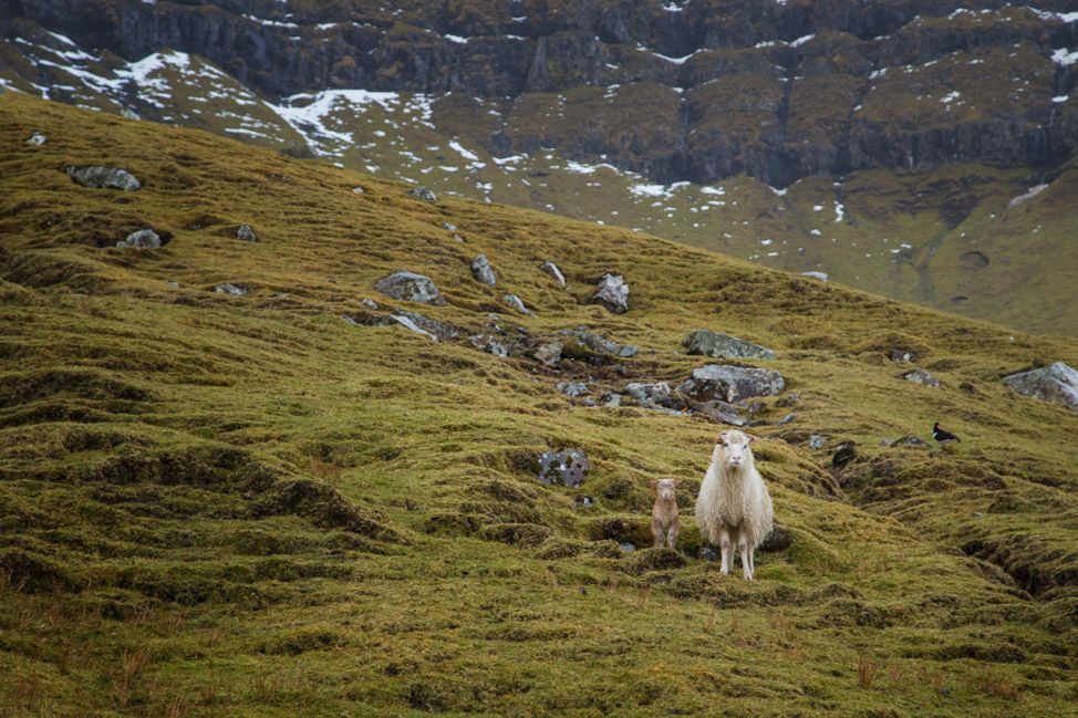 Sheep Watching Us