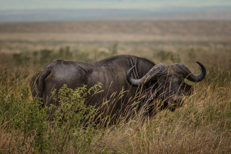 Buffalo