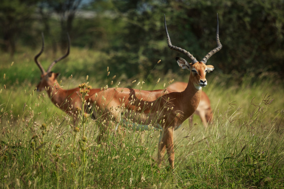 Gazelles