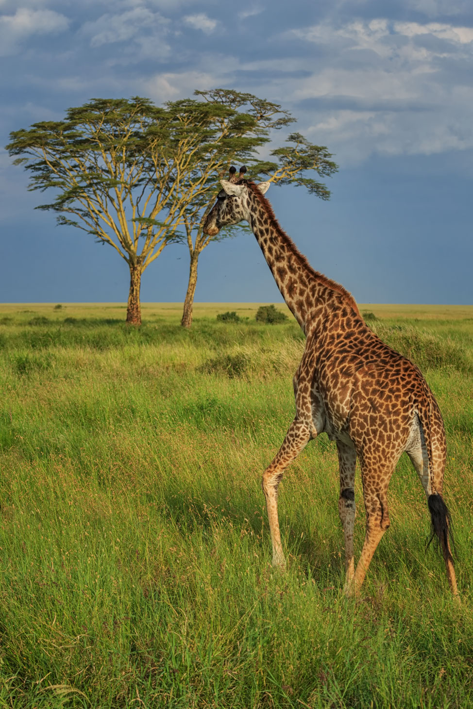 Giraffes in the Serengeti