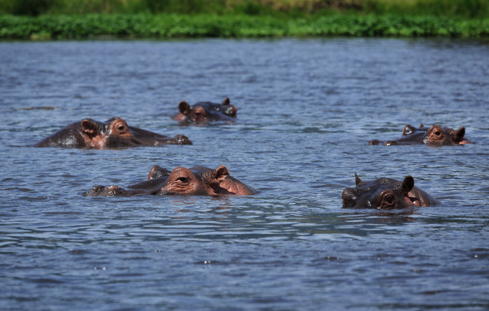 Hippo Eyes