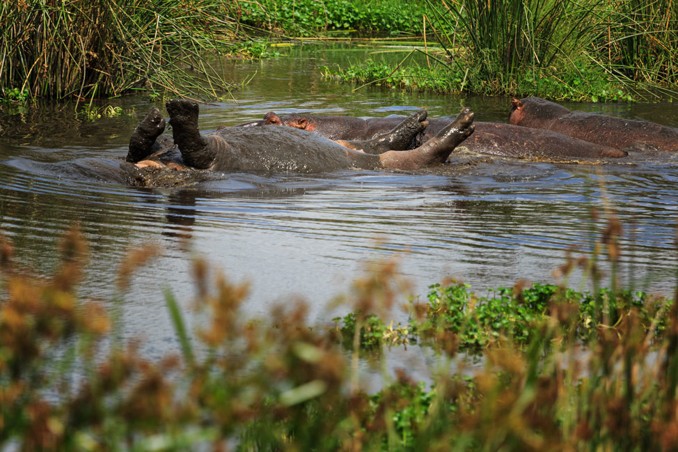 Hippo Rolls