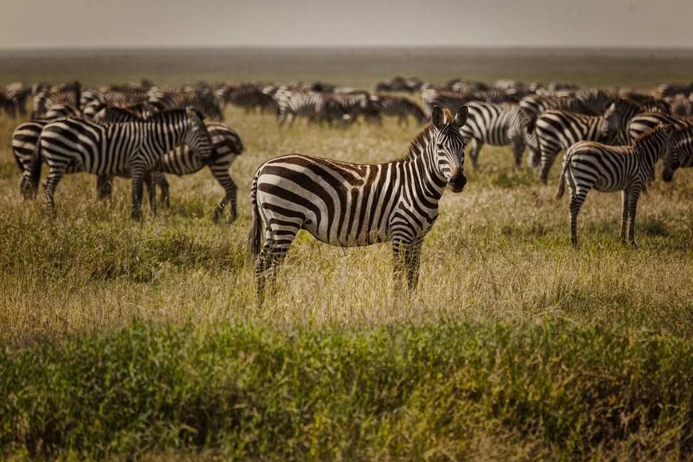 Tanzania Zebra