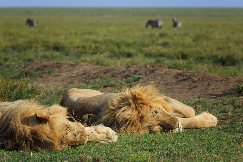 Tired Lions