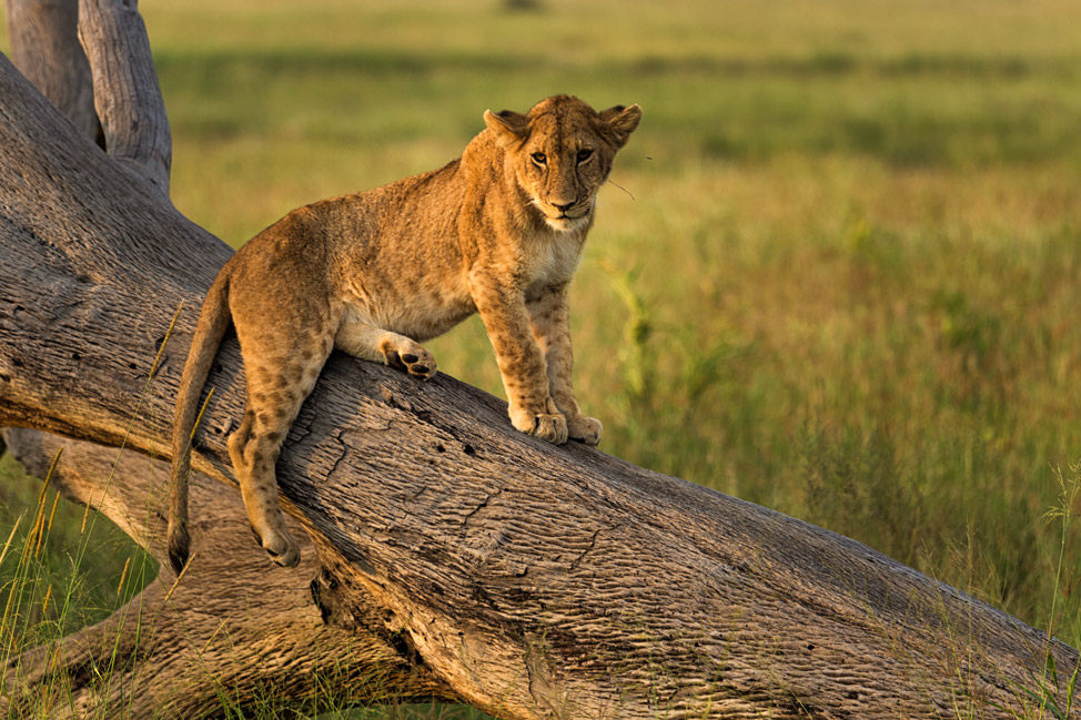 Lion Cub