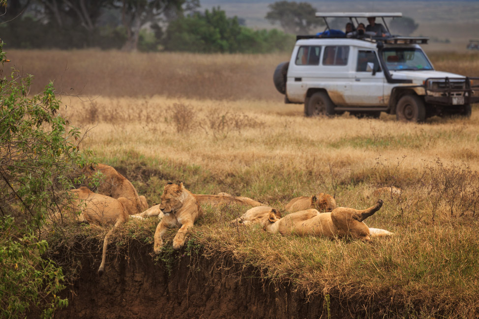 Pride of Lions