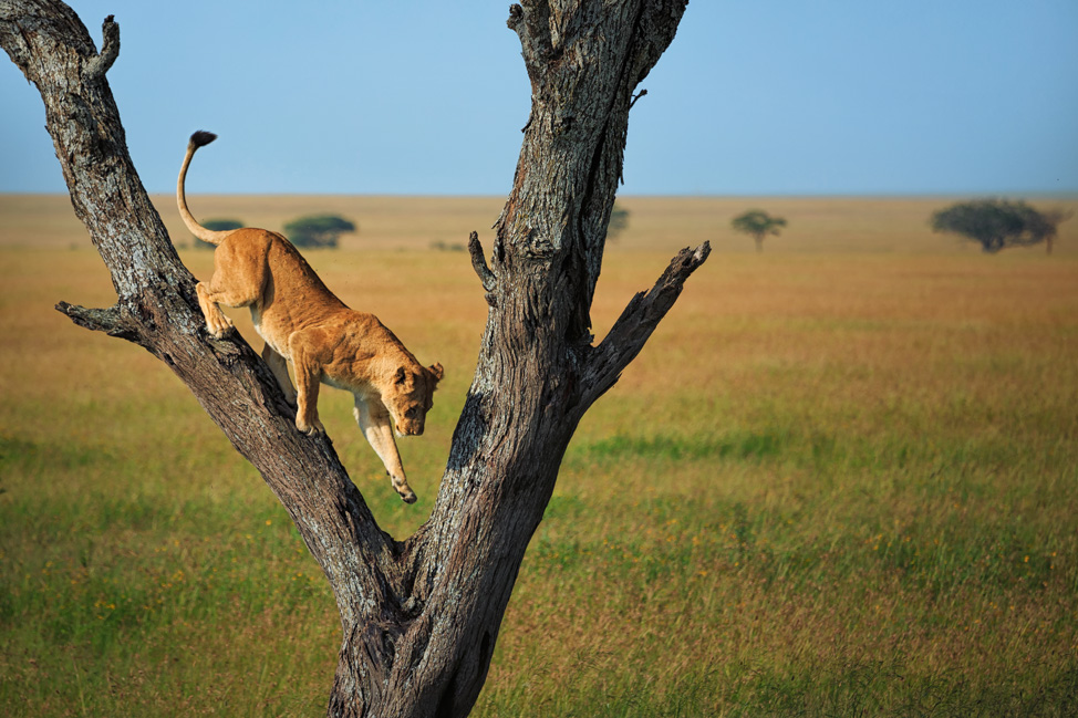 Lion in Tree