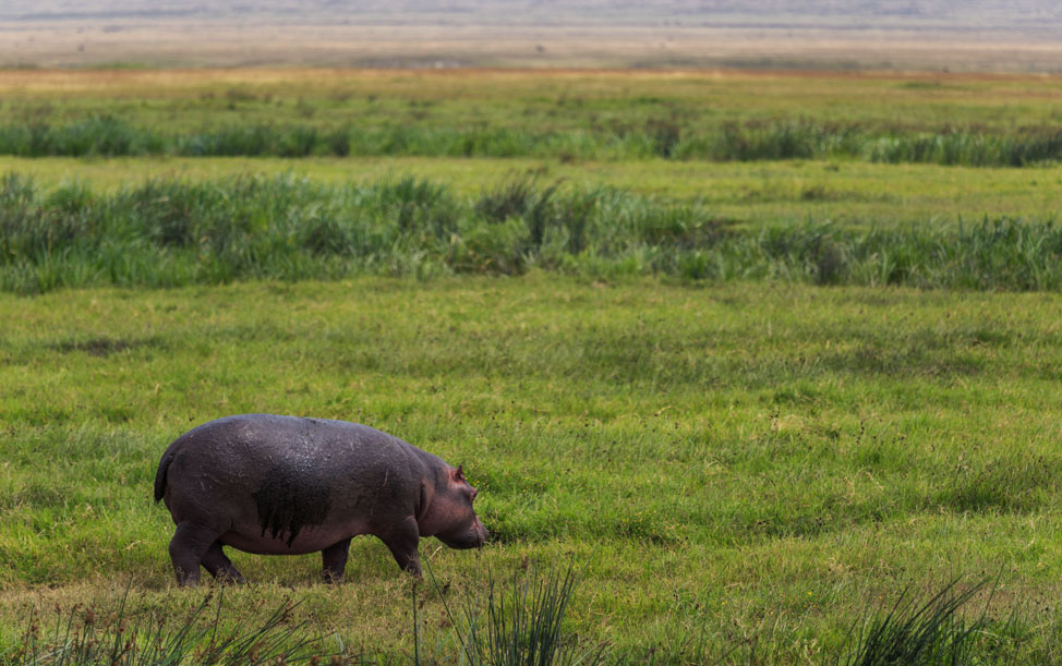 Hungry Hippo