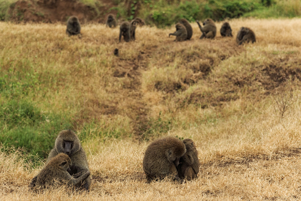 Baboon Family