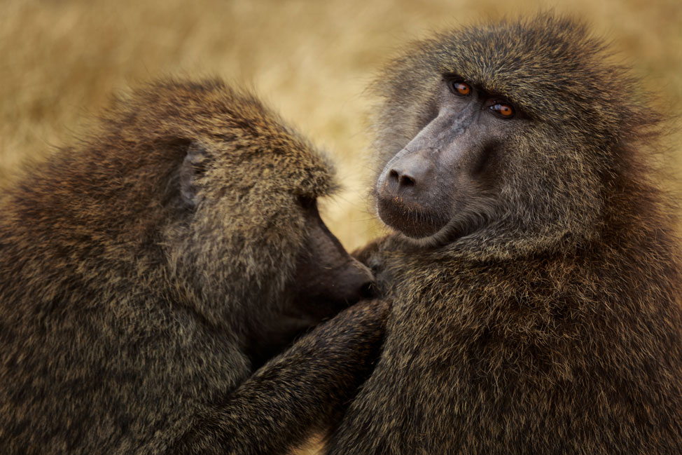 Grooming Baboons