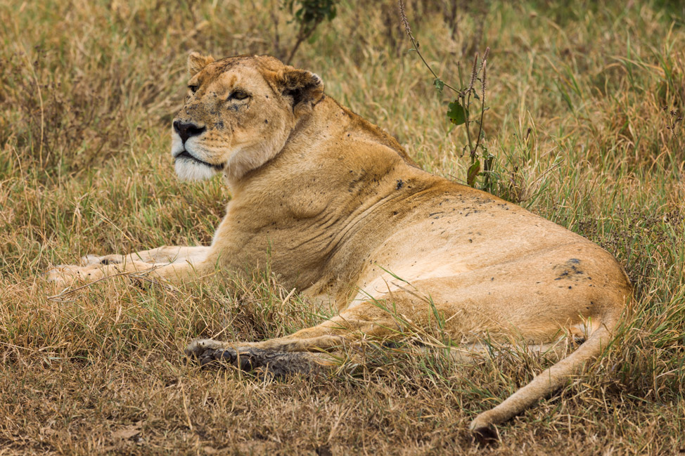 Mama Lion