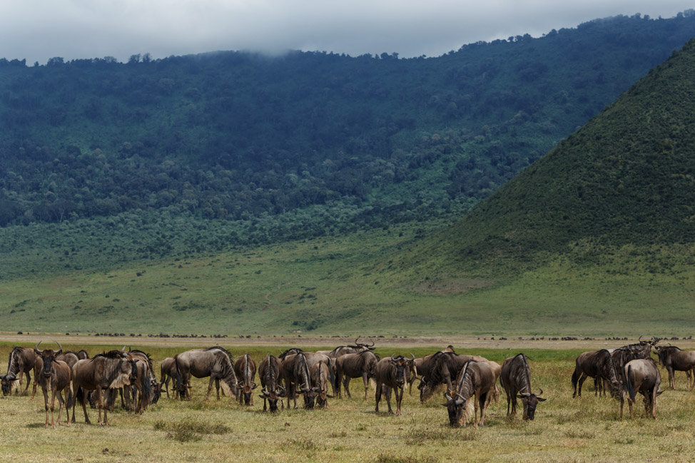 Wildebeast Hangout