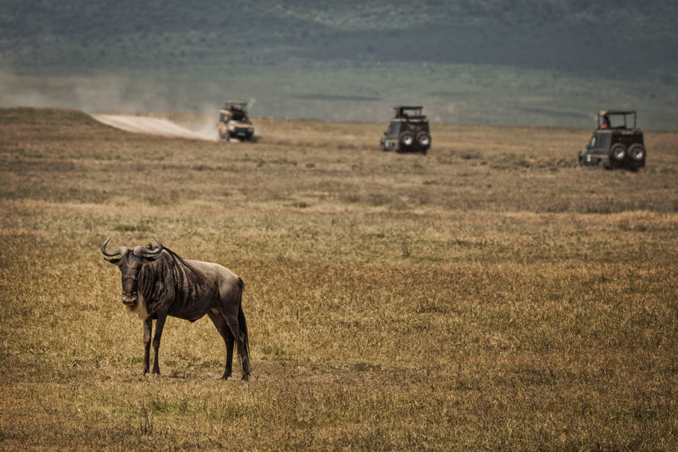 Wildebeest