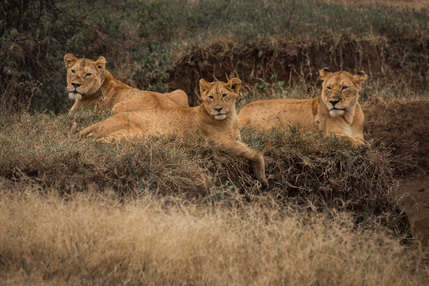 Three Curious Lions