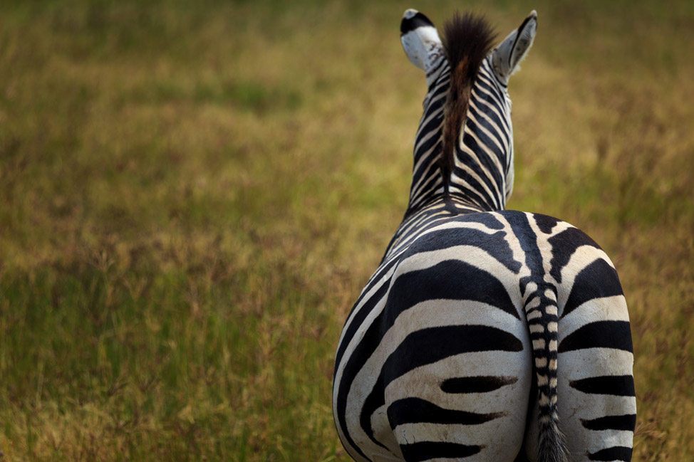 Zebra Butt