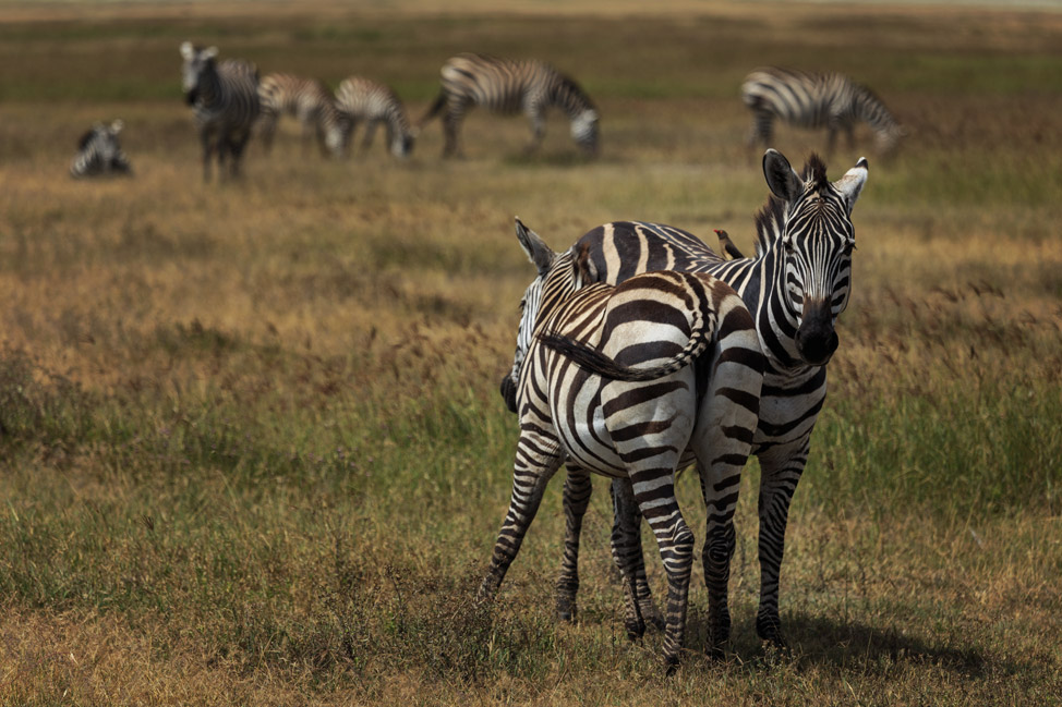 More Zebras