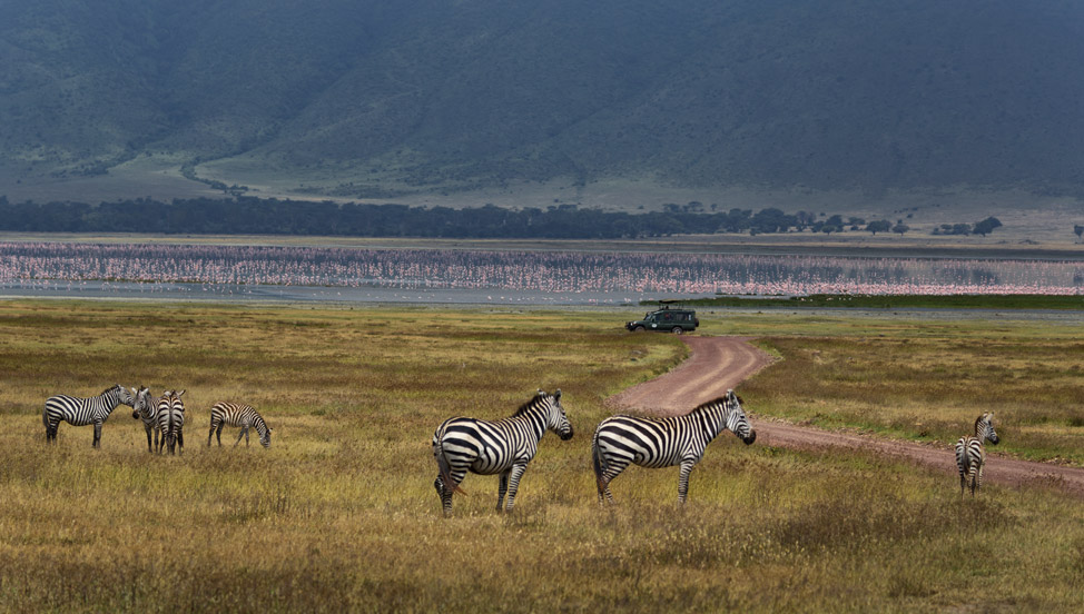 Zebras in Ngorogoro