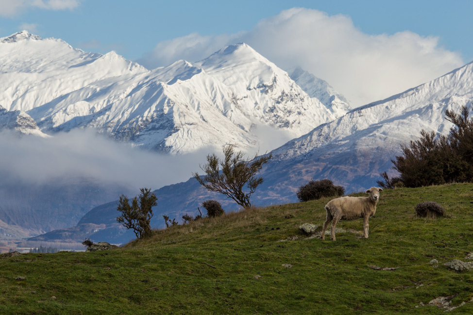 Sheep and Mountains