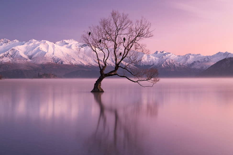 That Wanaka Tree