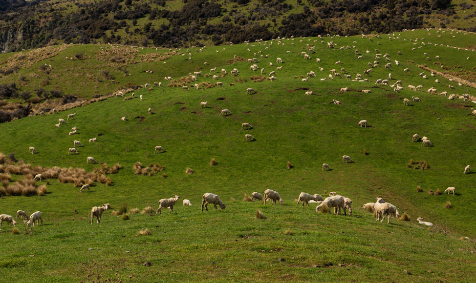 Sheep Everywhere