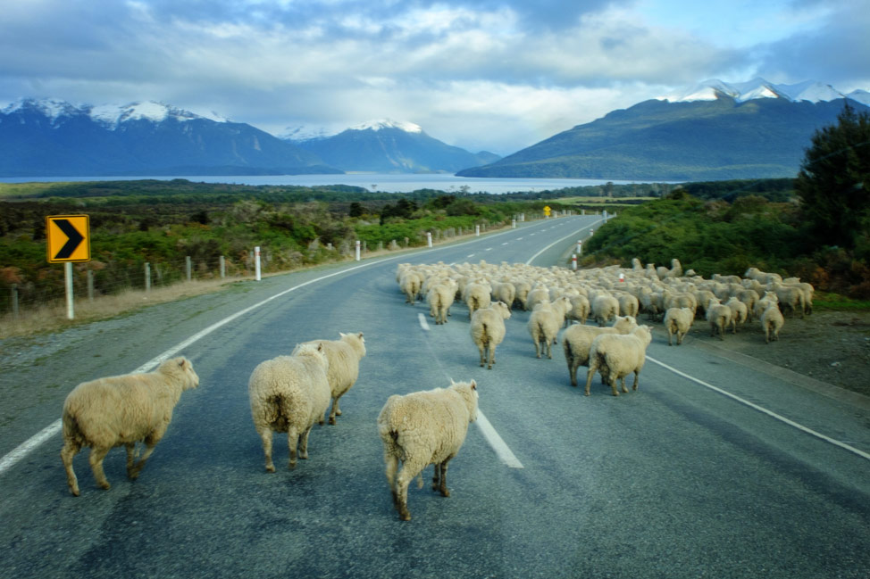 New Zealand Traffic in front of our campervan in New Zealand